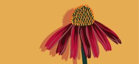 Echinacea: le proprietà per il sistema immunitario